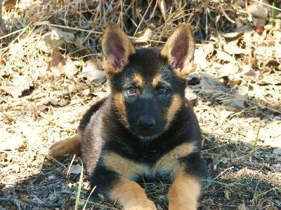 Doggie Blogs