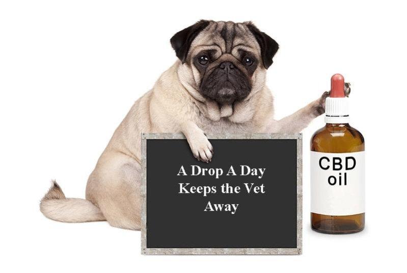 CBD Oil for Pet Health Care